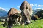 Animalisti contro Nintendo: la mungitura di 1-2-Switch non mostra la vera sofferenza della mucche - Notizia