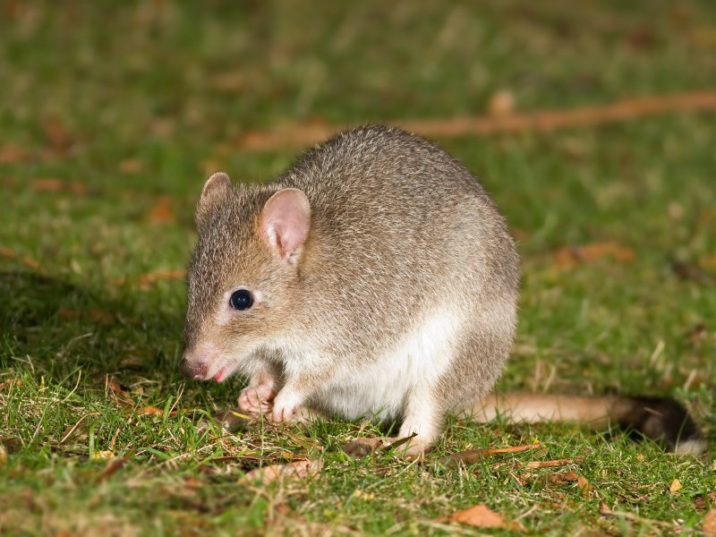 Potoroo australiano Potoroo australiano