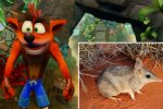 La fauna di Crash Bandicoot - Speciale