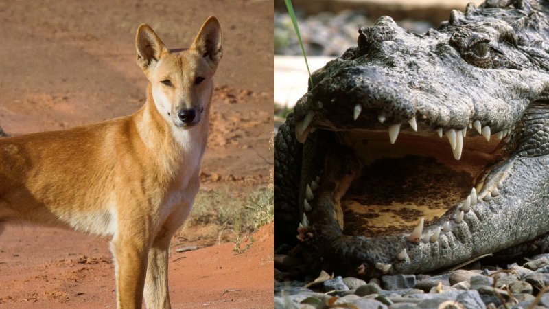 Coccodrillo e dingo Coccodrillo e dingo