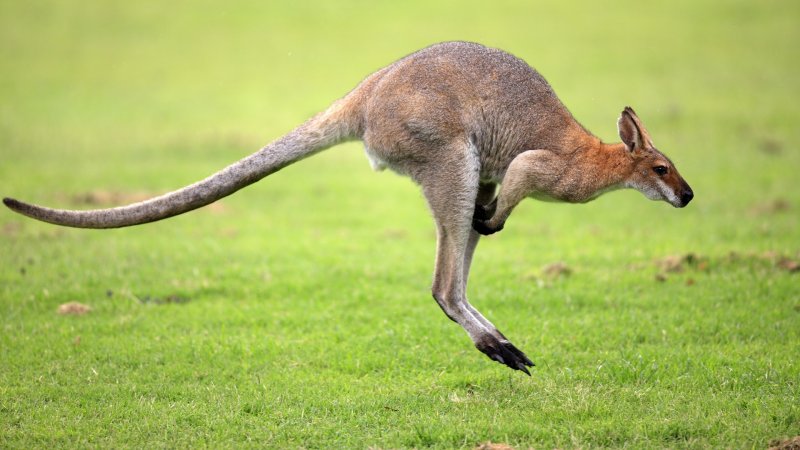 Canguro Canguro