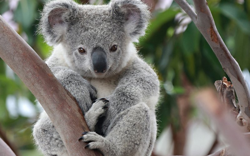 Koala Koala