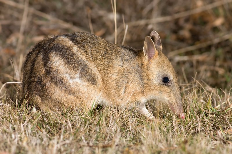 Bandicoot australiano Bandicoot australiano