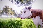 I DLC di Real Farm saranno disponibili dal 2 marzo, gratuiti per chi ha acquistato il gioco entro tale data - Notizia