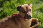 Far Cry 5 ci invita a giocare da cani con il trailer 'Gioca come Boomer' - Video