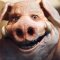 Ci sono riferimenti a Beyond Good and Evil 2 nella remaster di Beyond Good & Evil