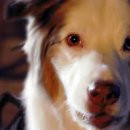 Shadow of the Tomb Raider, cani e gatti nel video per il National Dog Day