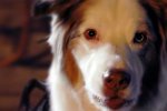 Shadow of the Tomb Raider, cani e gatti nel video per il National Dog Day - Video