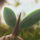 Pokémon GO - Trailer della regione di Sinnoh