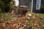Pokémon GO, Bidoof fa impazzire il web: arrivano l'Appreciation Day e una gara di meme - Notizia