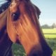 Rival Stars Horse Racing - Trailer di lancio