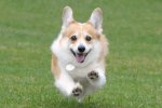Pokémon Spada e Scudo: c'è un Pokémon corgi - Notizia