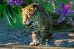 Planet Zoo: South America Pack, la recensione - Recensione