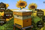 Bee Simulator, le vendite hanno consentito di adottare un alveare nel pavese - Notizia