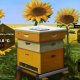 Bee Simulator, le vendite hanno consentito di adottare un alveare nel pavese