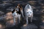 The Elder Scrolls V: Skyrim si riempie di gatti grazie a questa mod per gattari - Notizia