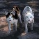 The Elder Scrolls V: Skyrim si riempie di gatti grazie a questa mod per gattari