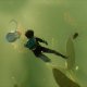 Grounded: un video introduce l'aggiornamento 0.6.0, le api e le zanzare