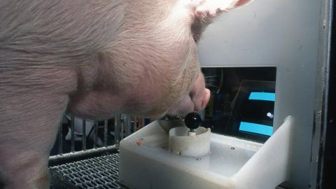 Video games: pigs have learned to play, research results