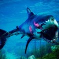 Immedesimatevi nel predatore supremo dei mari a poco più di 3€: Maneater per PC in sconto su Instant Gaming