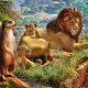 Planet Zoo: Africa Pack, il provato