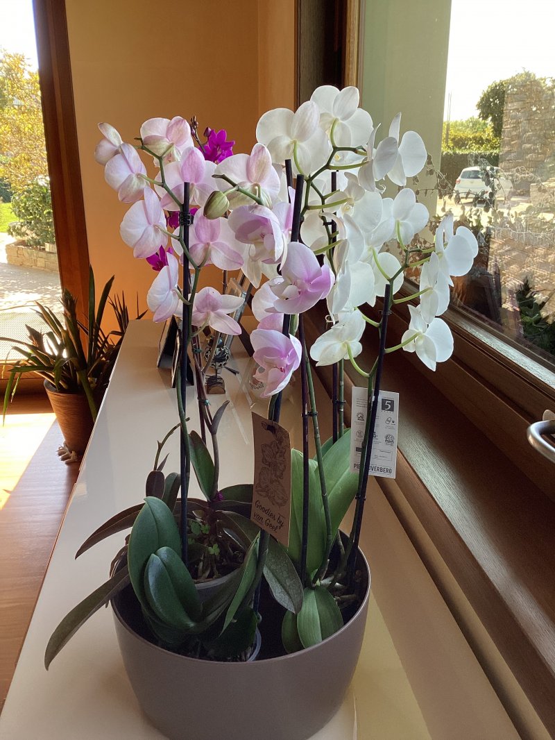 Una foto scattata con la camera posteriore di iPad 9 Una foto scattata con la camera posteriore di iPad 9