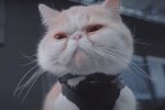 Black Myth: Wukong, un video diario con i gatti in motion capture - Notizia