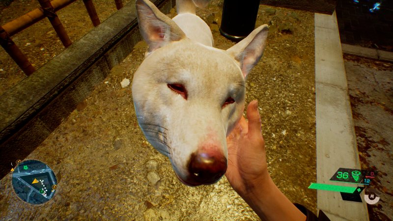 Shibuya sarà piena di animali, come gatti, cani e procioni. Sarà possibile coccolarli oppure leggere i loro pensieri.