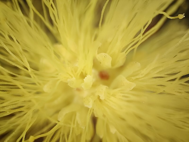 Uno scatto con la modalità Microscopio di Realme GT 2 Pro