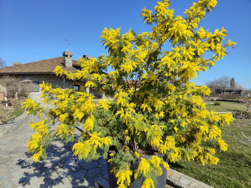 Uno scatto con la principale 50 MP di Realme GT 2 Pro