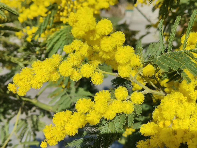 Uno scatto con la macro di Realme GT 2 Pro