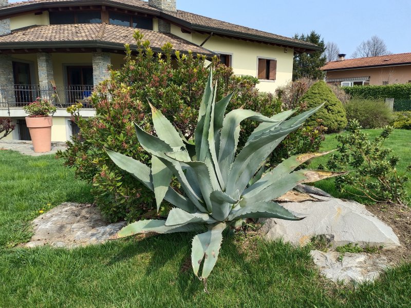 Uno scatto realizzato con la principale posteriore di Vivo V23 5G