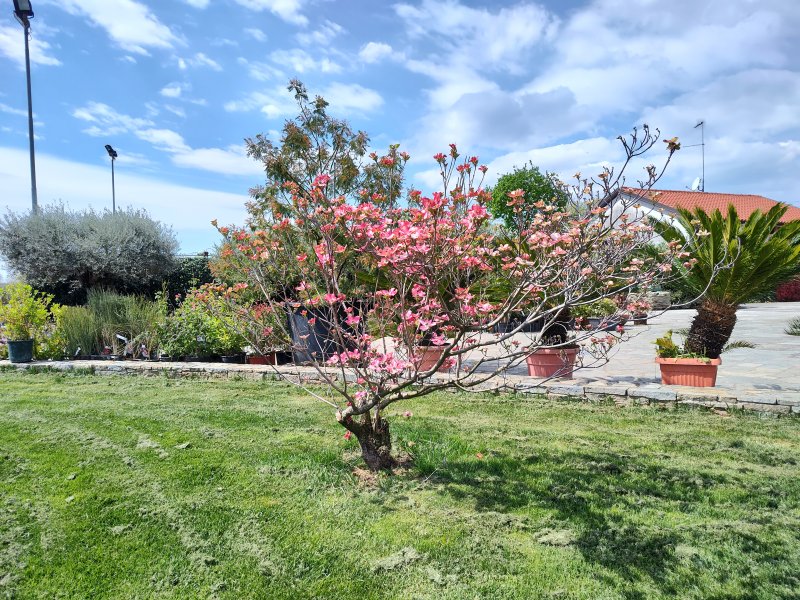 Uno scatto realizzato con la principale di Motorola Edge 30 Pro