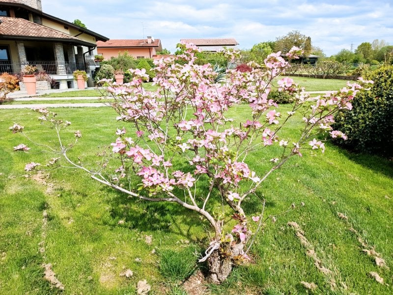 Una foto con l'obiettivo principale di Redmi Note 11 Pro+ 5G