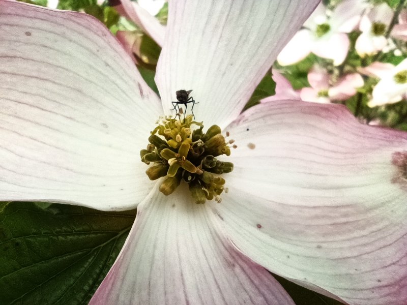 Una foto con la macro di Redmi Note 11 Pro+ 5G