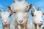 Goat Simulator 3 dimostra che giocatori e sviluppatori non stanno pensando a PS5 Pro - Notizia