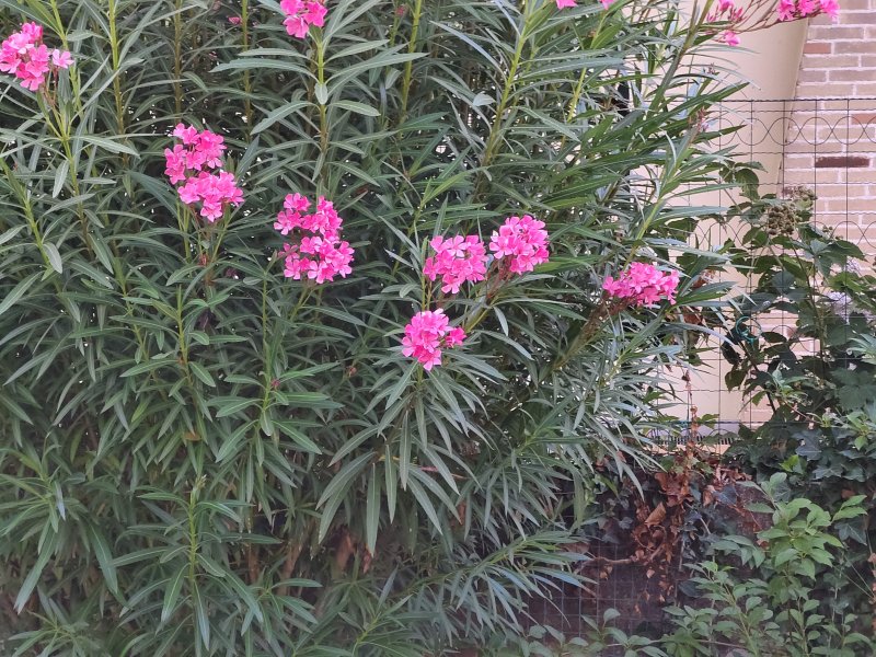 Vivo X80 Pro, uno scatto con l'obiettivo tele 5x Vivo X80 Pro, uno scatto con l'obiettivo tele 5x