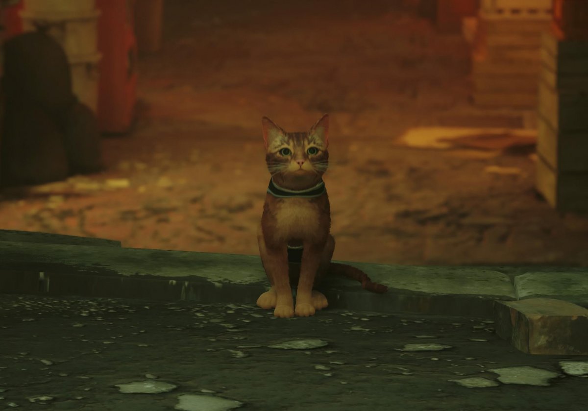 Stray helps raise money for strays – PC and PlayStation games inspire charity
