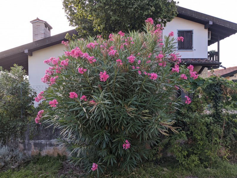 Google Pixel 6a, foto con principale Google Pixel 6a, foto con principale