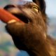 Goat Simulator 3 - Trailer con la data di uscita