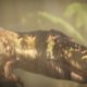 Path of Titans - Trailer della versione console e del T-Rex