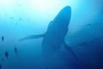 Under the Waves, trailer cinematografico apre i preorder del gioco Quantic Dream - Notizia
