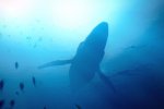 Under the Waves, annunciato con un trailer il nuovo gioco di Quantic Dream - Notizia