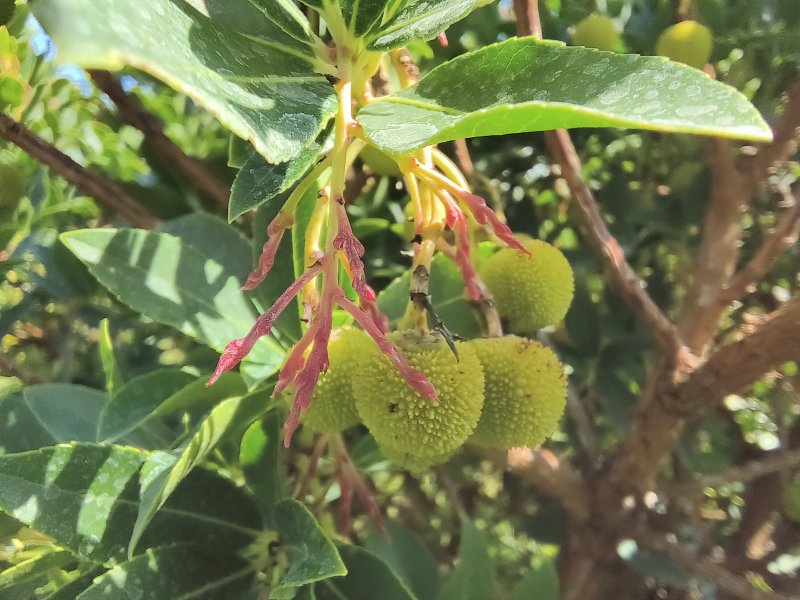 Uno scatto eseguito con la macro di ROG Phone 6D Ultimate