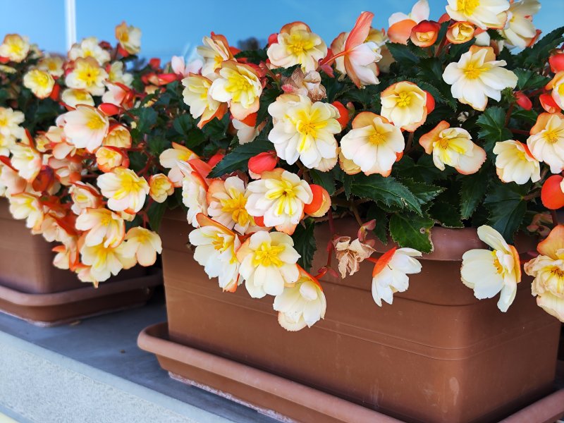 Una foto con lo zoom digitale 2x di Xiaomi 12T Pro