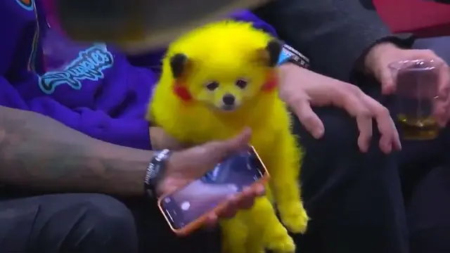 Pokémon: un fan ha dipinto il suo cane da Pikachu portandolo a una partita dell'NBA