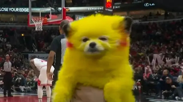 Pokémon: all'NBA è tornato l'inquietante cane Pikachu, nonostante il padrone sia stato multato