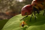 Per il director di Empire of the Ants un PC che costa 3-5 volte più di PS5 Pro non dà risultati 3-5 volte migliori - Notizia