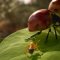 Per il director di Empire of the Ants un PC che costa 3-5 volte più di PS5 Pro non dà risultati 3-5 volte migliori