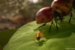 La demo di Empire of the Ants lanciata per lo Steam Next Fest ci trasforma tutti in insetti - Notizia